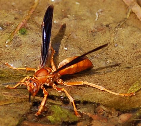 Polistes carolina